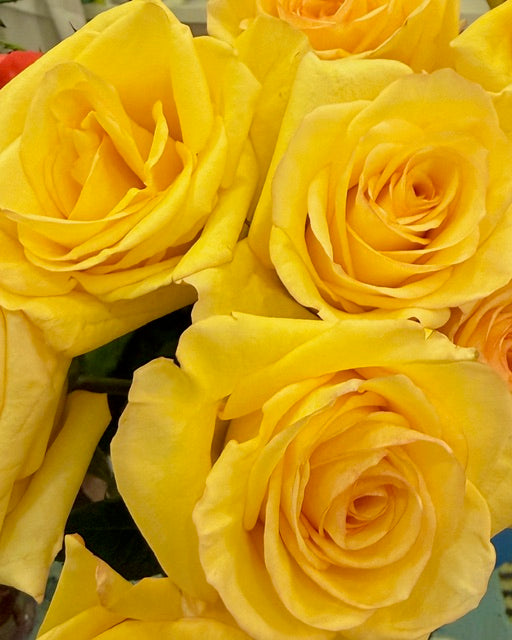 20年経ちました。Bunga has reached 20th anniversary.