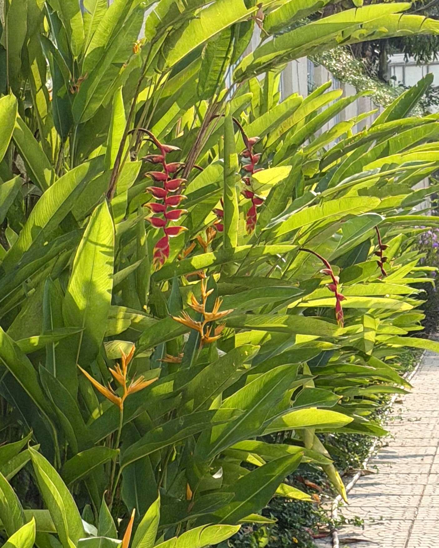 暑い毎日　hot hot season coming.